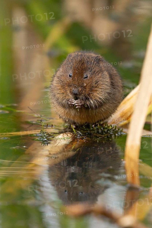 Water vole (Arvicola amphibius) adult animal feeding on pond weed in summer, RSPB Minsmere nature reserve, Suffolk, England, United Kingdom