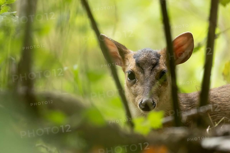 Muntjac deer (Muntiacus reevesi) juvenile baby fawn in a woodland, England, United Kingdom
