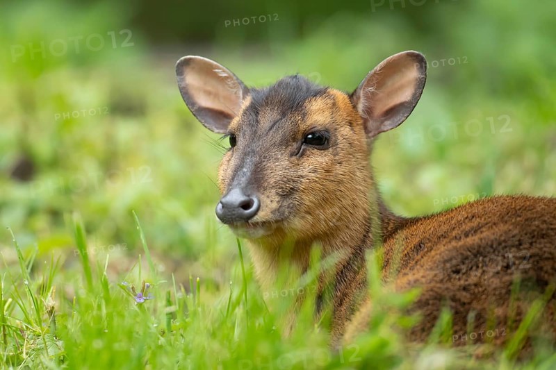 Muntjac deer (Muntiacus reevesi) adult animal sitting in grass, England, United Kingdom