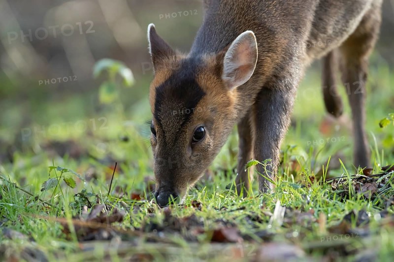 Muntjac deer (Muntiacus reevesi) adult animal feeding in a woodland, England, United Kingdom
