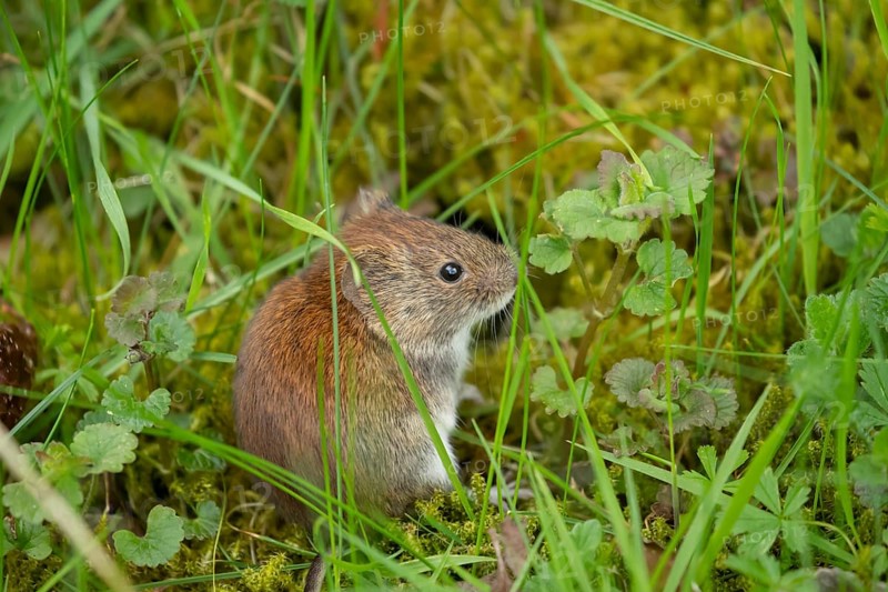 Field vole (Microtus agrestis) adult rodent animal in grassland, England, United Kingdom