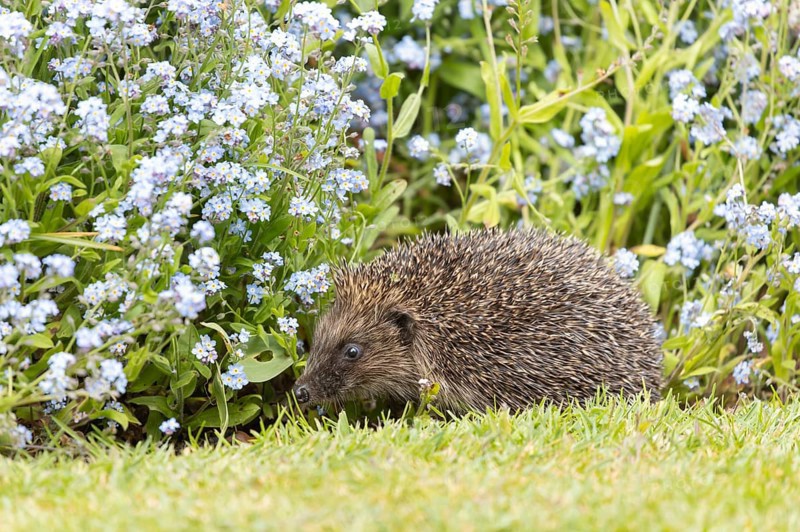 European hedgehog (Erinaceus europaeus) adult animal walking on a garden flower border with Forget-me-not flowers in spring, England, United Kingdom