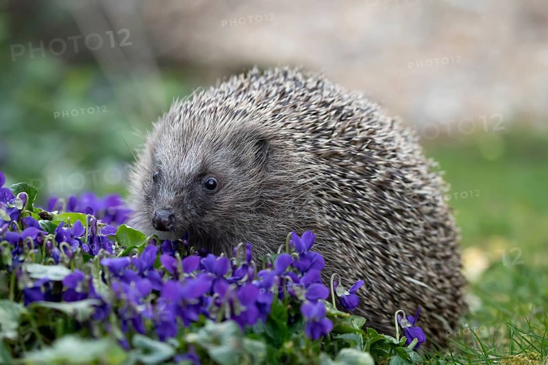 European hedgehog (Erinaceus europaeus) adult animal walking on a garden flower border with Dog violet flowers in spring, England, United Kingdom