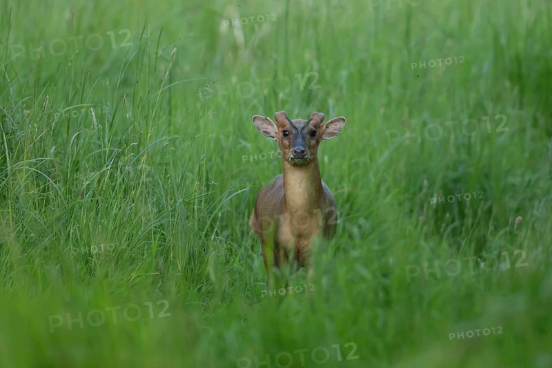 Muntjac deer (Muntiacus reevesi) adult animal sitting in grassland, England, United Kingdom
