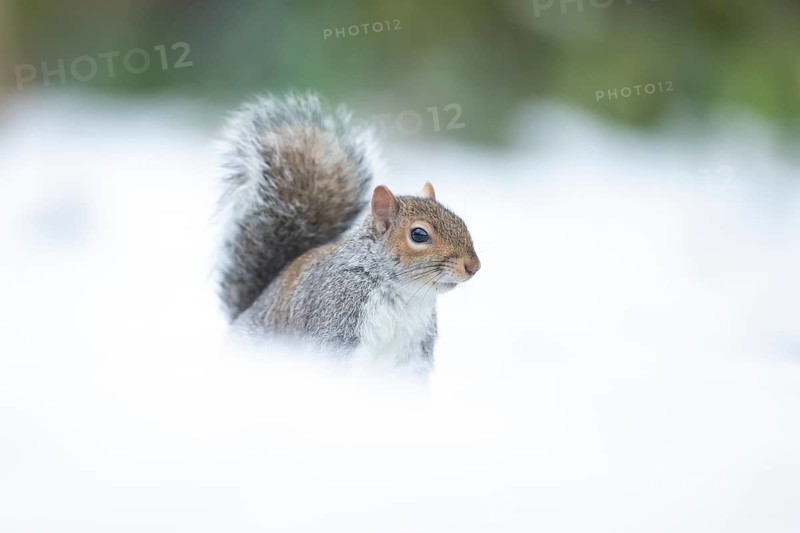 Grey squirrel (Sciurus carolinensis) adult animal in a snow covered garden in winter, England, United Kingdom