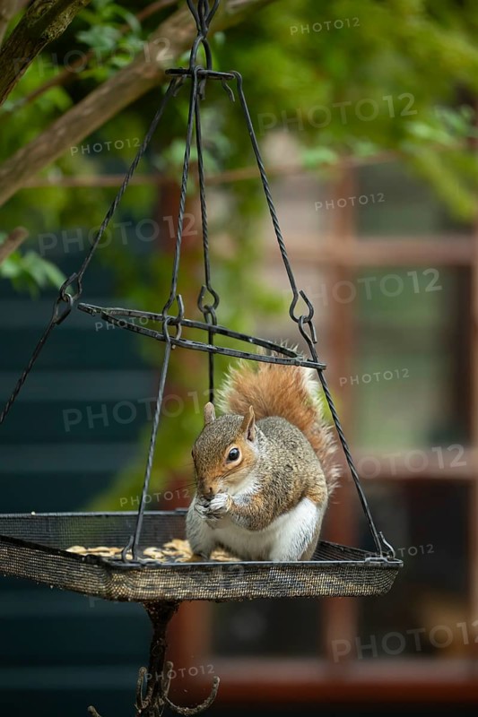 Grey squirrel (Sciurus carolinensis) adult animal eating bird food from a garden bird feeder, England, United Kingdom
