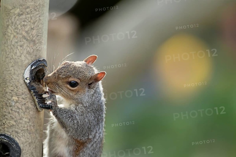 Grey squirrel (Sciurus carolinensis) adult animal eating sunflower seed hearts from a garden bird feeder, England, United Kingdom