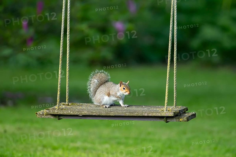 Grey squirrel (Sciurus carolinensis) adult animal on a garden swing, England, United Kingdom