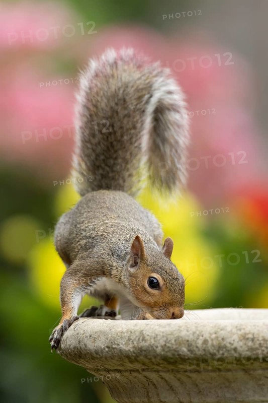 Grey squirrel (Sciurus carolinensis) adult animal drinking water from a garden bird bath in summer, England, United Kingdom