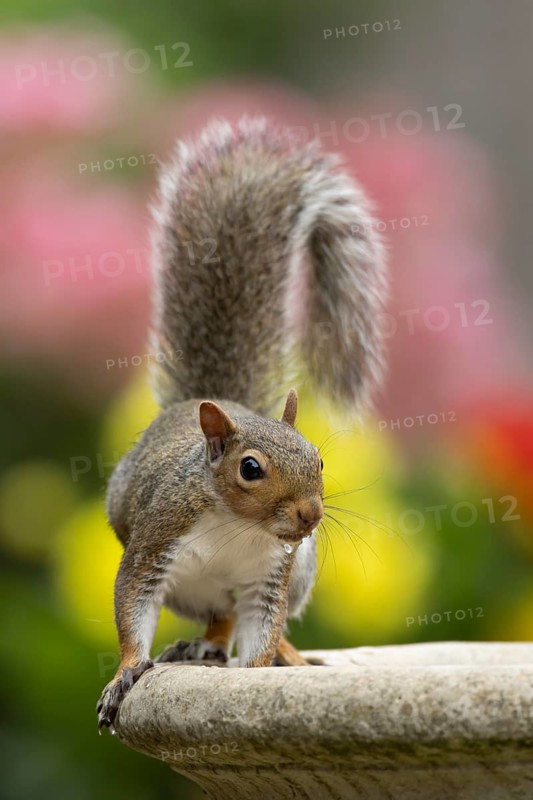 Grey squirrel (Sciurus carolinensis) adult animal on a garden bird bath in summer, England, United Kingdom