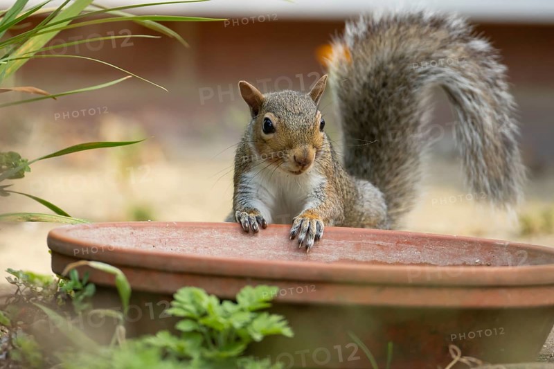 Grey squirrel (Sciurus carolinensis) adult animal by a garden plant pot saucer in summer, England, United Kingdom