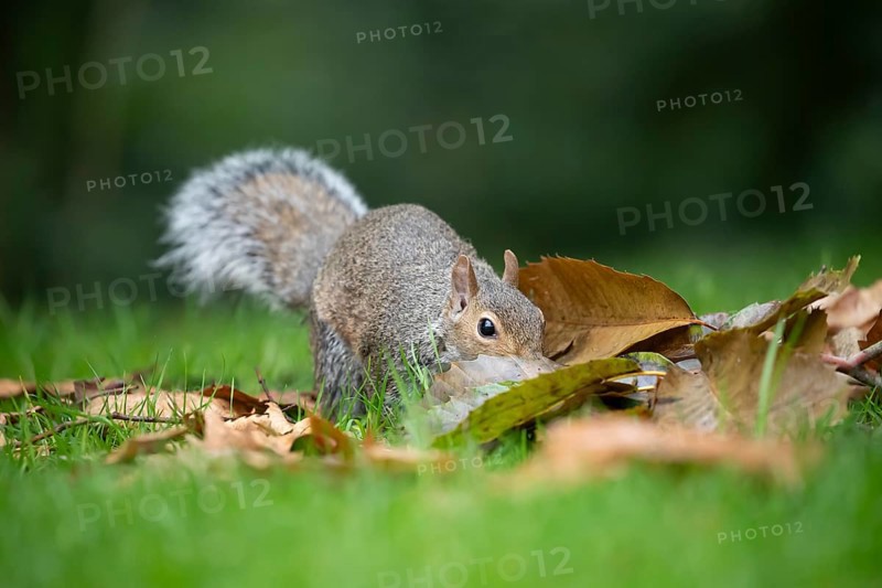 Grey squirrel (Sciurus carolinensis) adult animal searching for food amongst fallen tree leaves in autumn, England, United Kingdom