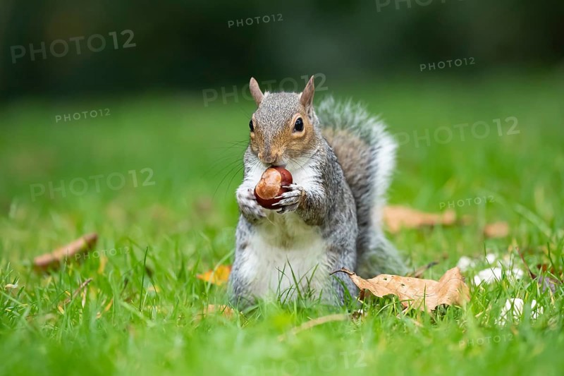 Grey squirrel (Sciurus carolinensis) adult animal feeding on a Horse chestnut nut or conker in autumn, England, United Kingdom
