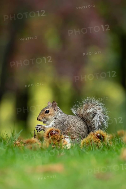 Grey squirrel (Sciurus carolinensis) adult animal feeding on sweet chestnut nuts in a woodland in autumn, England, United Kingdom