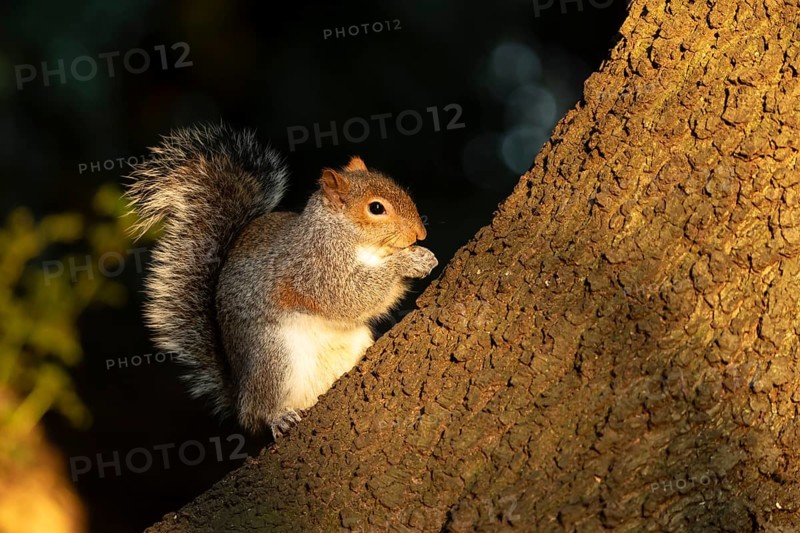 Grey squirrel (Sciurus carolinensis) adult animal eating a nut on a tree trunk in a woodland, England, United Kingdom