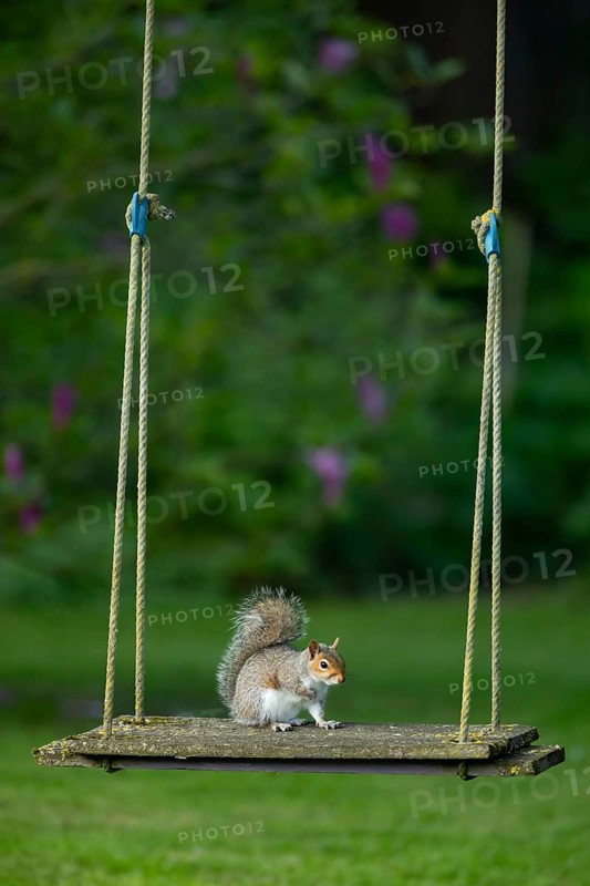 Grey squirrel (Sciurus carolinensis) adult animal on a garden swing, England, United Kingdom