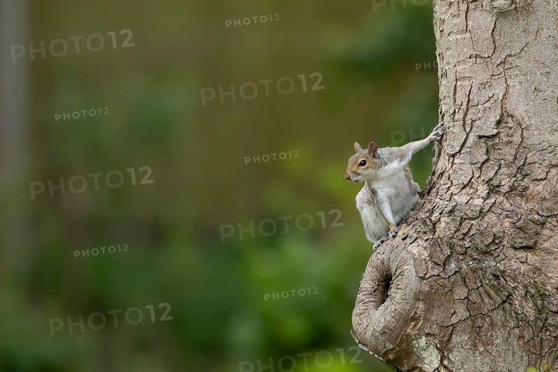 Grey squirrel (Sciurus carolinensis) adult animal on a tree trunk, England, United Kingdom