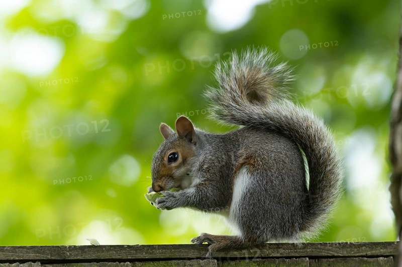 Grey squirrel (Sciurus carolinensis) adult animal eating a walnut tree nut on a wooden garden fence, England, United Kingdom