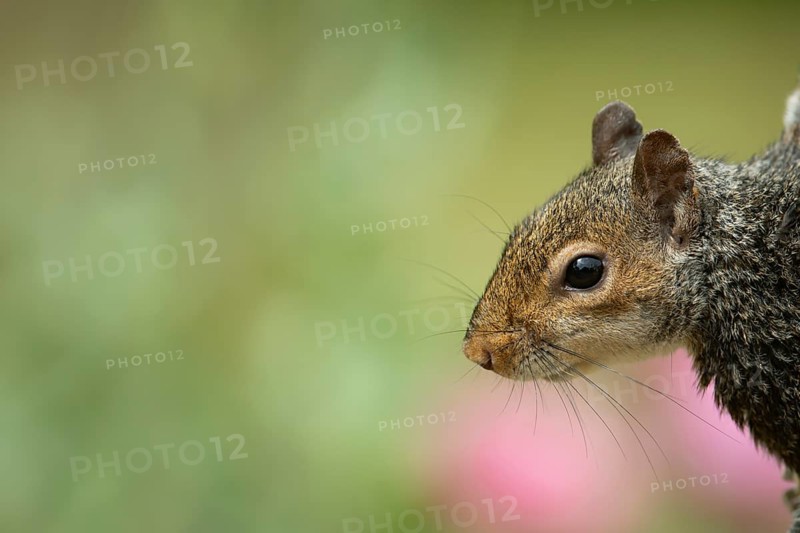 Grey squirrel (Sciurus carolinensis) adult animal head portrai, England, United Kingdom