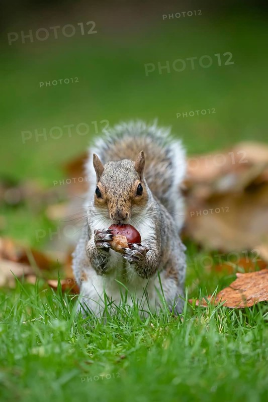 Grey squirrel (Sciurus carolinensis) adult animal feeding on a Horse chestnut nut or conker in autumn, England, United Kingdom
