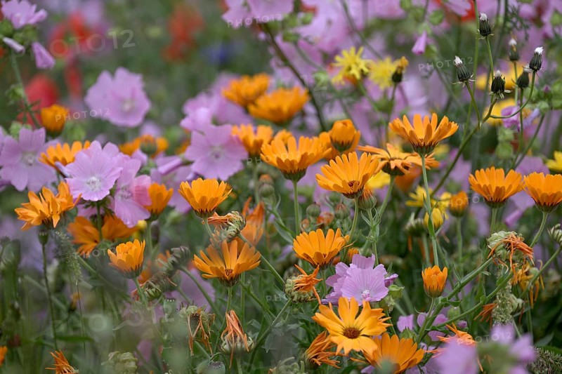 Species-rich, colourful flowering meadow with marigold (Calendula officinalis), Lower Rhine, North Rhine-Westphalia, Germany