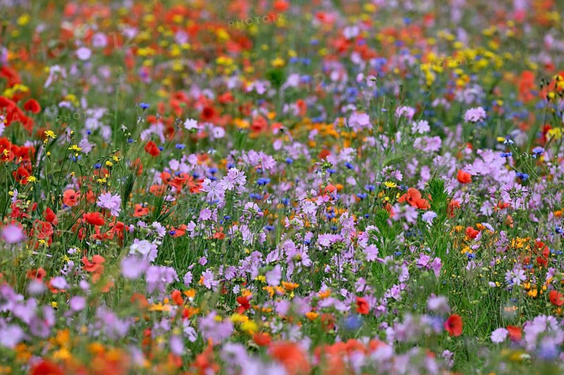 Species-rich colourful flowering meadow with musk mallow (Malva moschata) and poppy (Papaver rhoeas), Lower Rhine, North Rhine-Westphalia, Germany