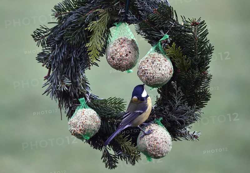 Great tits (Parus major) eating tit dumplings at the feeder, Schleswig-Holstein, Germany