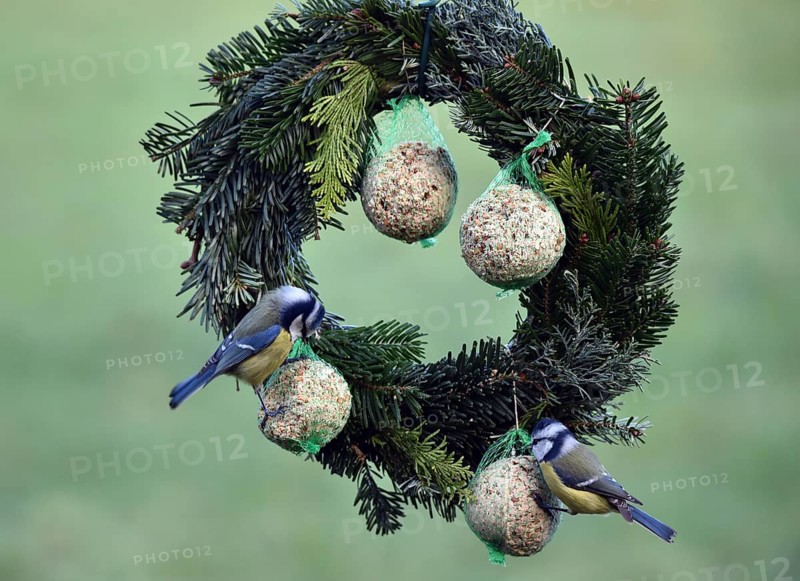 Blue tits (Cyanistes caeruleus) eating tit dumplings at the feeder, Schleswig-Holstein, Germany