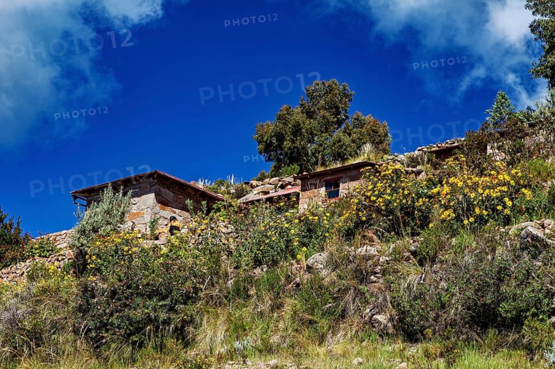 Stone farm houses on a hilly terrain with yellow flowers and trees under a blue sky, The countryside and farmhouses on Taquile Island in Lake Titicaca in Peru