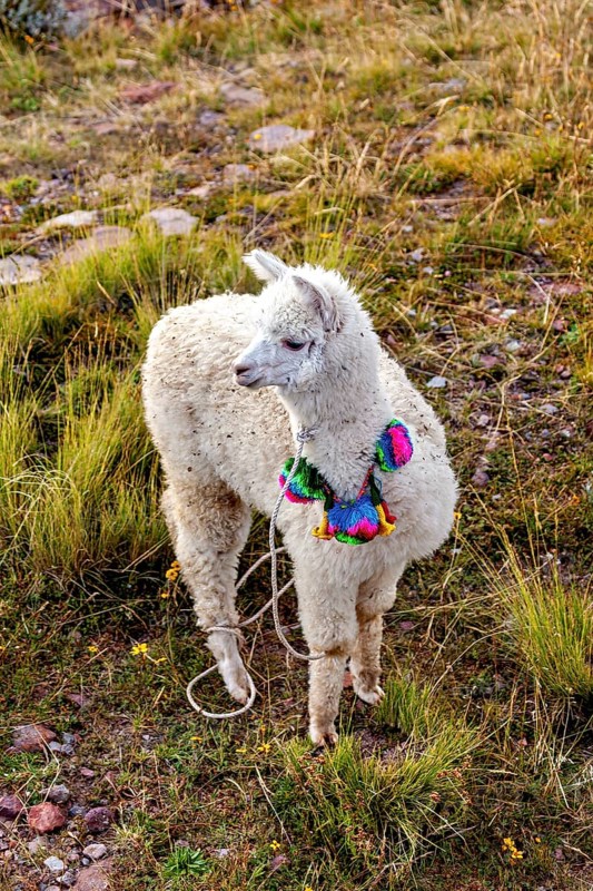 An alpaca in colorful decoration stands in a green meadow in the mountains, a white llama on the island of Taquile in Lake Titicaca in Peru