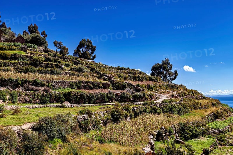 Terraced fields stretch over hilly terrain under a bright blue sky, lined with tall trees, the countryside and farmhouses on Taquile Island in Lake Titicaca in Peru