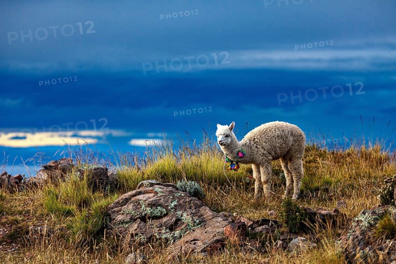 An alpaca grazes on a rocky mountainous landscape under a dramatic evening sky, a white llama on the island of Taquile in Lake Titicaca in Peru