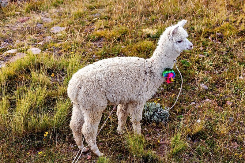 A white alpaca stands in a green field, decorated with a colorful necklace, A white llama on the island of Taquile in Lake Titicaca in Peru