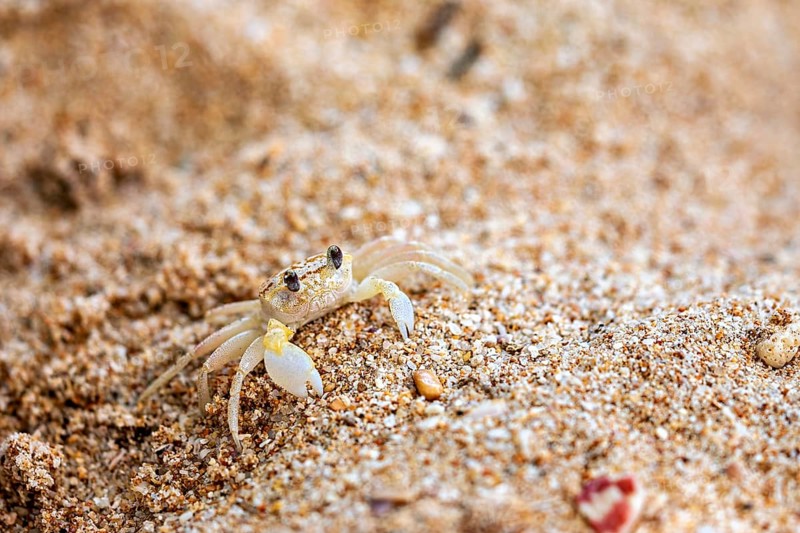 A small crab crawls across the sandy beach floor, A ghost crab (genus Ocypode) on the beach near Koggala in Sri Lanka