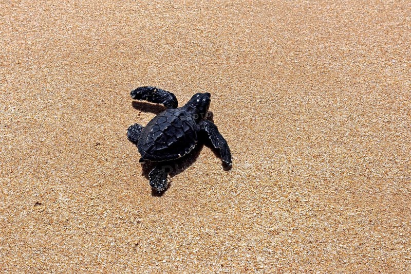 A young sea turtle crawls across a sunny sandy beach, a newly hatched sea turtle on a beach near Koggala in Sri Lanka