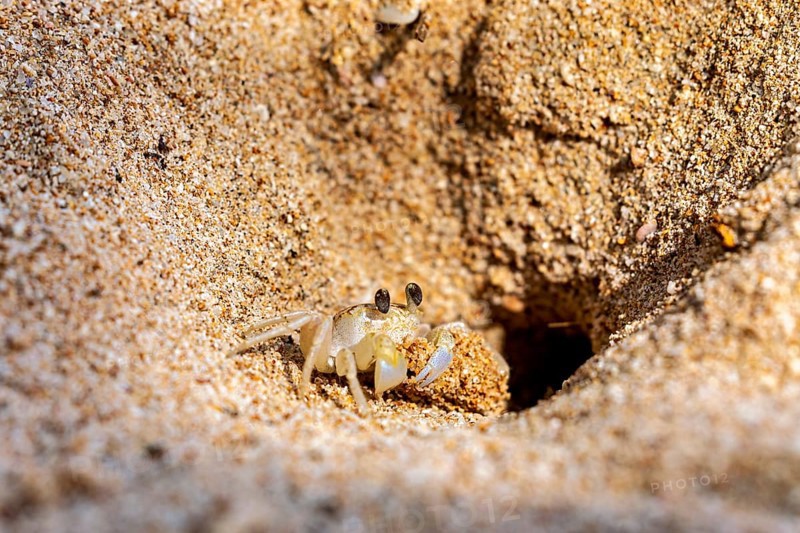 Crab looking curiously out of a sand hole in the beach area, A ghost crab (genus Ocypode) on the beach near Koggala in Sri Lanka
