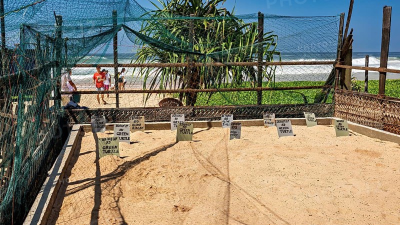 A sunny beach with signs and nets near the ocean, surrounded by palm trees and people, sea turtle lift station on the beach near Koggala in Sri Lanka