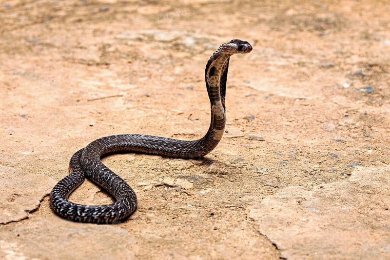 A cobra slithers on sandy ground. The scene appears calm and natural, the spectacled snake (well, well) or Indian cobra