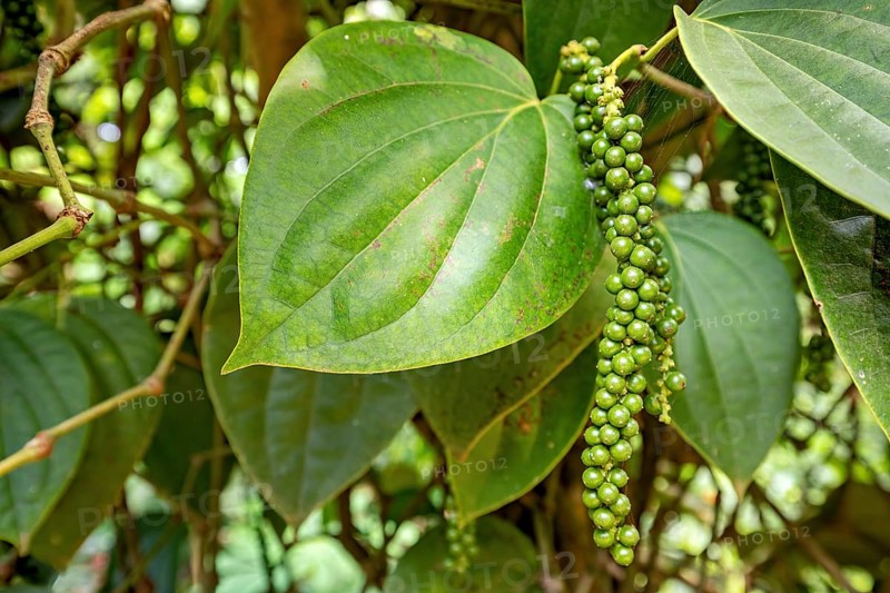 Green pepper plant with ripe leaves and hanging peppercorns in a natural environment, the pepper bush (Piper nigrum)