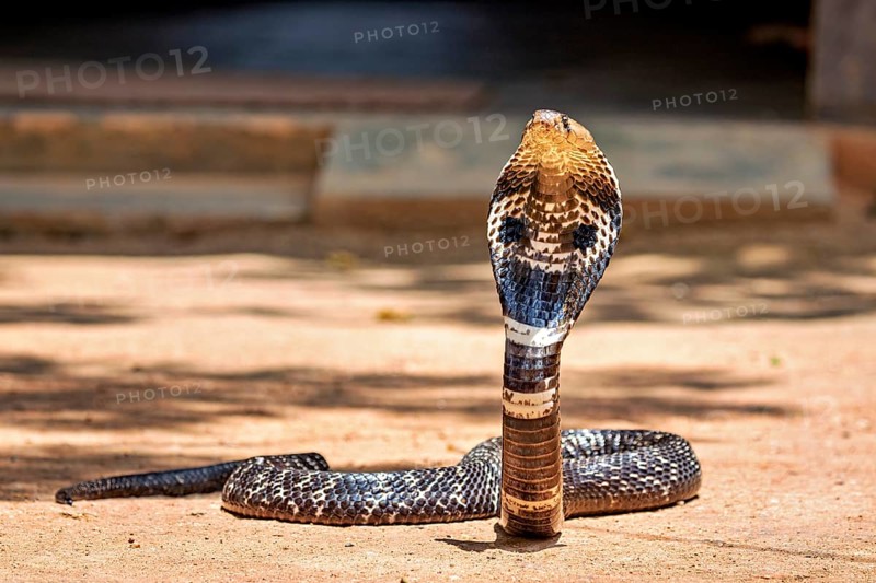 Erect cobra on the ground. The body casts a clear shadow, which adds drama to the scene, The spectacled snake (well well well) or Indian cobra