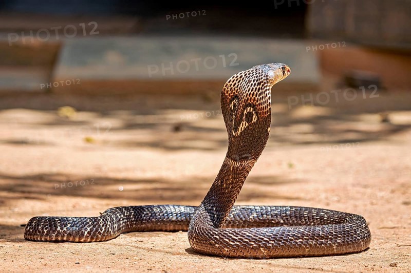 An erect cobra on sandy ground. The body is curved in a powerful position, the spectacled snake (well well well) or Indian cobra