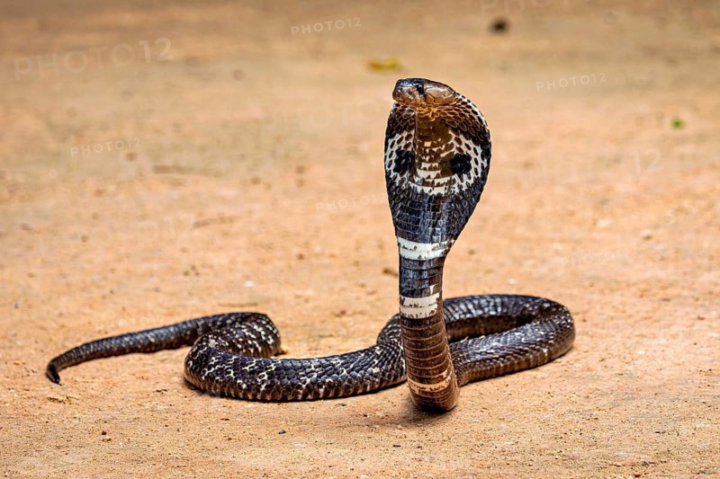 An erect cobra on sandy ground. The pose looks menacing and majestic, the spectacled snake (well, well) or Indian cobra