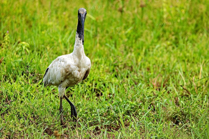 A walking bird stands in a green meadow and radiates peace, A black-headed ibis (Threskiornis melanocephalus) in a field in Sri Lanka