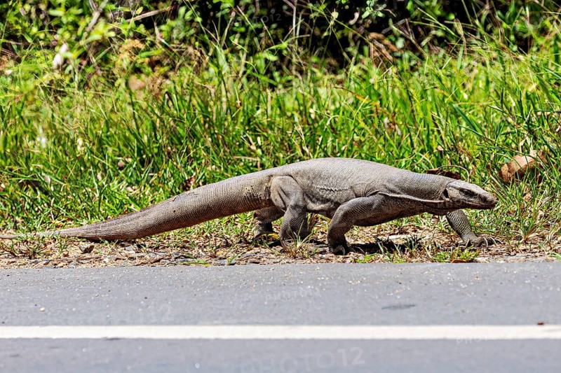 A monitor lizard crawls along the roadside, surrounded by green vegetation, Bengal monitor lizard (Varanus bengalensis) in Sri Lanka