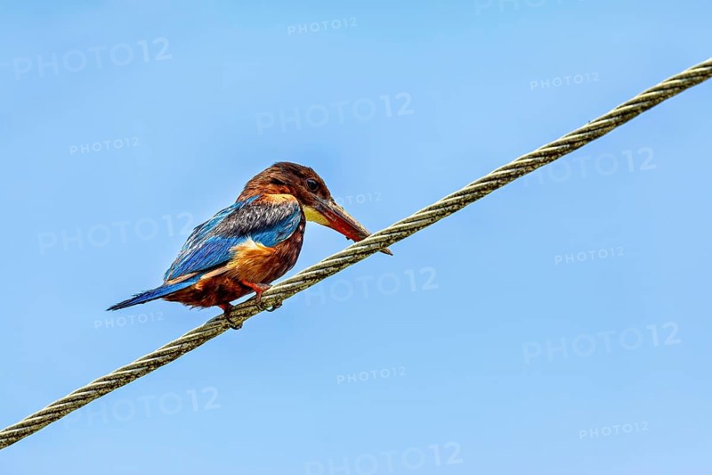 Kingfisher sitting on a cable against a clear blue sky, A brown kingfisher (Halcyon smyrnensis) in Sri Lanka