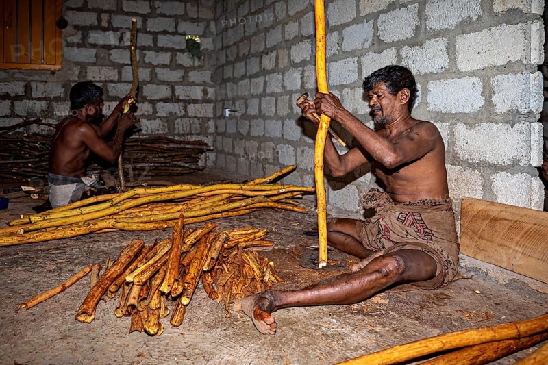 Two men create handmade products from yellow sticks in a traditional room, a man from Sri Lanka works cinnamon sticks