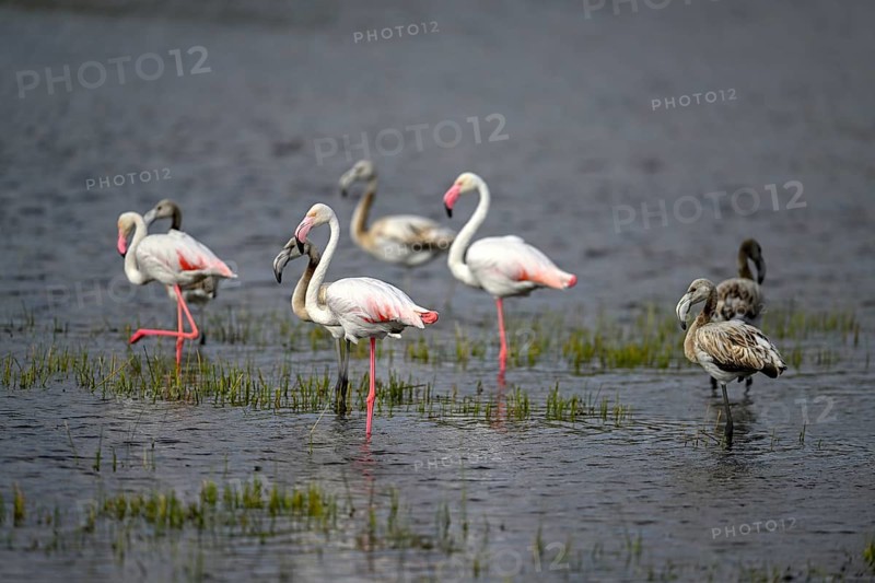 Pink flamingos (Phoenicopterus roseus) in a lagoon, Makgadikgadi Pans National Park, Central District, Botswana