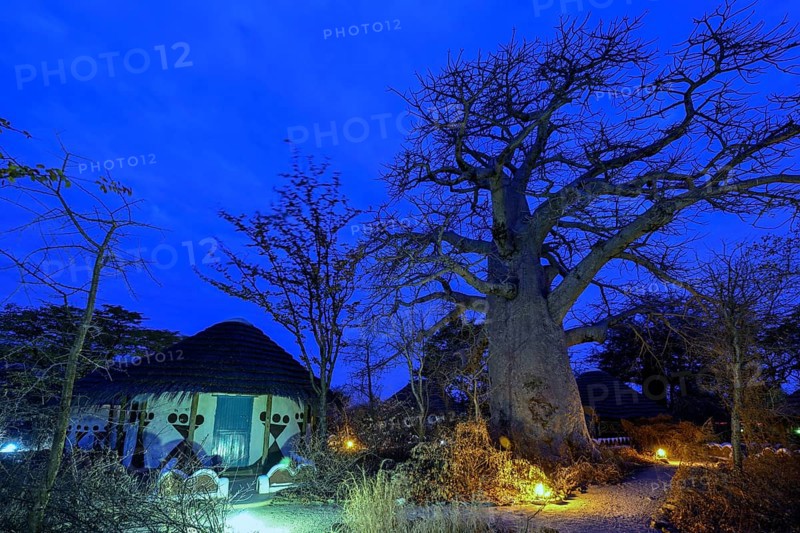 Baobab tree (Adansonia digitata), blue hour, Planet Baobab, lodge near the village of Gweta, Makgadikgadi Pans National Park, Central District, Botswana