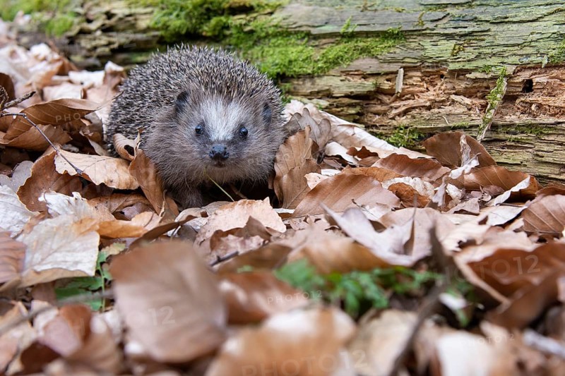 Hedgehog (Erinaceidae) on the forest floor looking for winter quarters, Cloppenburg, Lower Saxony, Germany