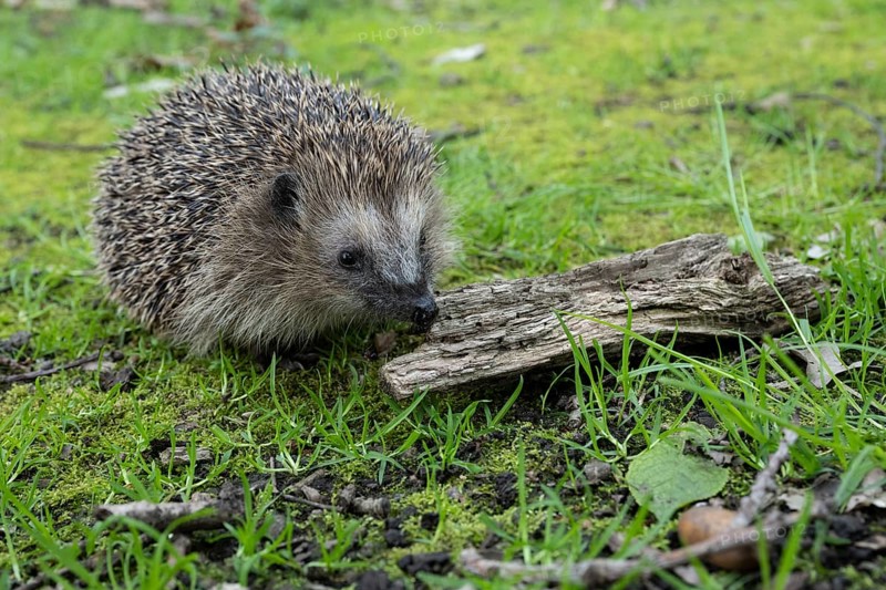 Hedgehog (Erinaceidae) on the forest floor, Cloppenburg, Lower Saxony, Germany